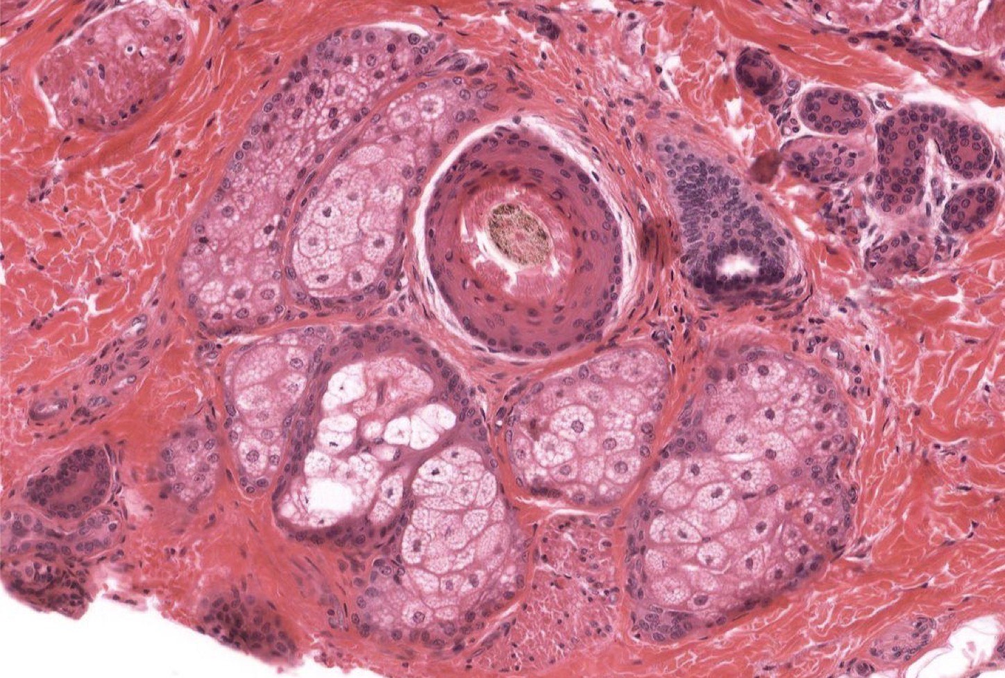 <p>Identify the Structure on the L and R</p>
