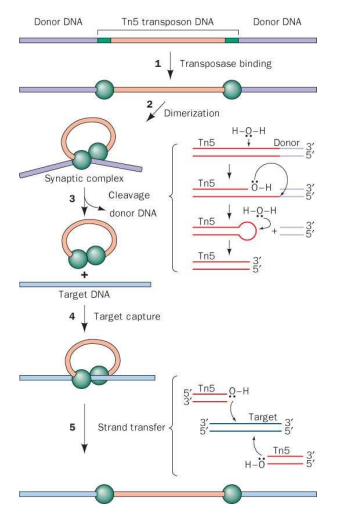 <p>1. Tn5 transposase monomers bind to “outside end” inverted repeat sequences (green). </p><p>2. Formation of transposition complex. DNA bends and two transposases interact. </p><p>3. After dimerization, each transposase activates a water molecule for nucleophilic attack of the opposite strand of DNA. </p><p>A hairpin is formed at each end, which excises the transposon. Hairpin is hydrolyzed. = CUT </p><p>Transposase dimer and transposon DNA (“synaptic complex”) find target site in genome. Another nucleophilic attack by the transposon’s 3’-OH group results in insertion. = PASTE</p>