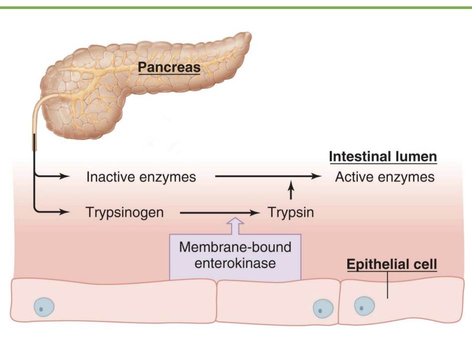 <p>-Pancreas secretes enzymes that digest the major classes of molecules in food: carbohydrates, fats, proteins, nucleic acids (DNA/RNA)</p><p>-Many pancreatic enzymes are activated once they reach the lumen of the small intestine </p><p><strong>-Brush-border enzymes:</strong> produced by intestinal epithelial cells; activate pancreatic enzymes and perform digestion (*final stage of digestion)</p><ul><li><p>pancreatic amylase=starch</p></li><li><p>lipase=fats</p></li><li><p>protease=protein (*ex=enterokinase)</p></li><li><p>nucleas=nucleic acids</p></li></ul><p>*before: salivary amylase and pepsin, so relatively undigested; proteins and carbs complex, lipid digestion more simple</p>