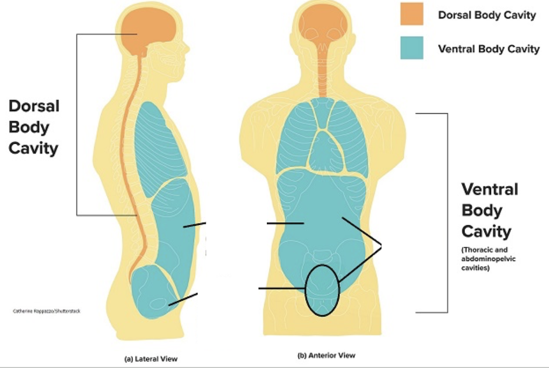 <p><span style="background-color: transparent;">Inside the human body are <strong>hollowed out areas</strong>, or <strong>cavities</strong>, where the organs reside.</span></p>