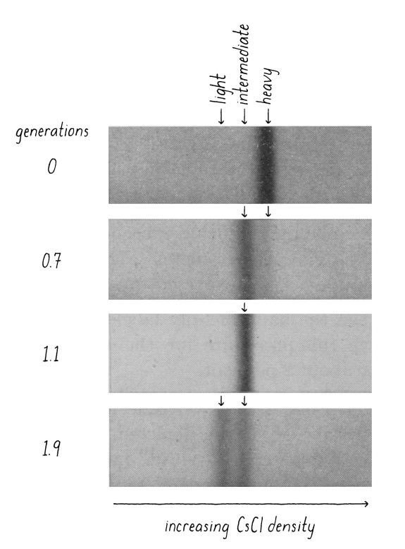 <p>Semi-conservative replication. After 1 generation (1 doubling of the E. coli - means all the DNA has been duplicated) the DNA from these samples is a mixture of heavy and light - this rules out the conservative replication model. After 2 generations, the DNA is either all light, or a mixture of heavy and light which supports the semi-conservative model. (0 generation = all DNA is heavy. After one generation, DNA is gonna be composed of 1 daughter strand (light) and one parent strand (heavy) - DNA weight intermediate . After 2 generation, one DNA mlc will have 1 parent strand and 1 daughter strand - intermediate weight; and one DNA mlc with 2 daughter strands (light DNA) which is why we see 2 bands with 2 diff weights at 2 generations). </p>