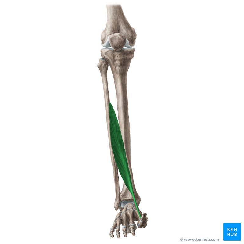 <p>What Anterior Comp Muscle</p>