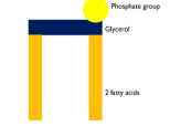 <p>Formed by the <strong>condensation </strong>of one</p><p>molecule of <strong>glycerol </strong>and two</p><p>molecules of<strong> fatty acid</strong></p><p>held by two <strong>ester bonds</strong></p><p>a <strong>phosphate group</strong> is attached to</p><p>the glycerol</p>