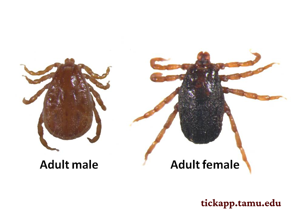 <p>What tick is this, and how do you know?</p>