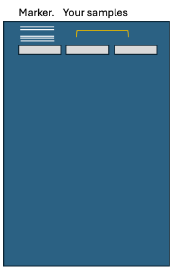 <p>You and your friend isolated plasmid DNA from a bactureail culture and measured the concentration on a nanodrop. The concentration your of the plasmid is 500ng/ul with a 260/280 ration of 2.02 and that of your friend's is 15ng/ul. Since your DNA has better concentration you offer your your plasmid DNA to your friend. You both use 1 ug of this DNA to perform two restriction enzyme digests that should give you two bands. Your friend ran their gel and saw two nice bands, but your gel looks like the one below.</p><p>What might have gone wrong with the gel?</p>