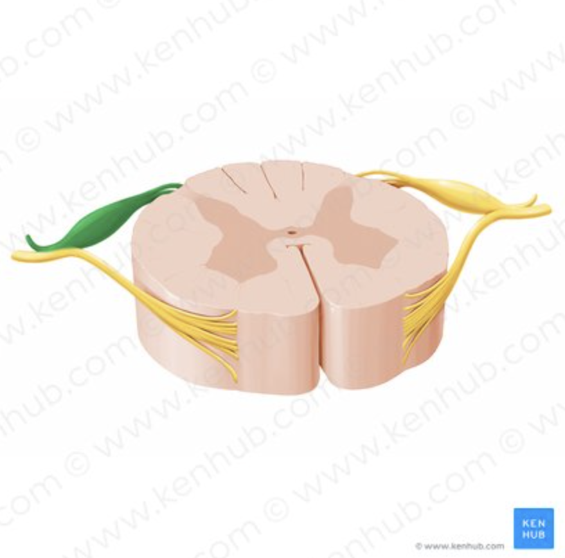 <p>Sensory axons entering spinal cord.</p>