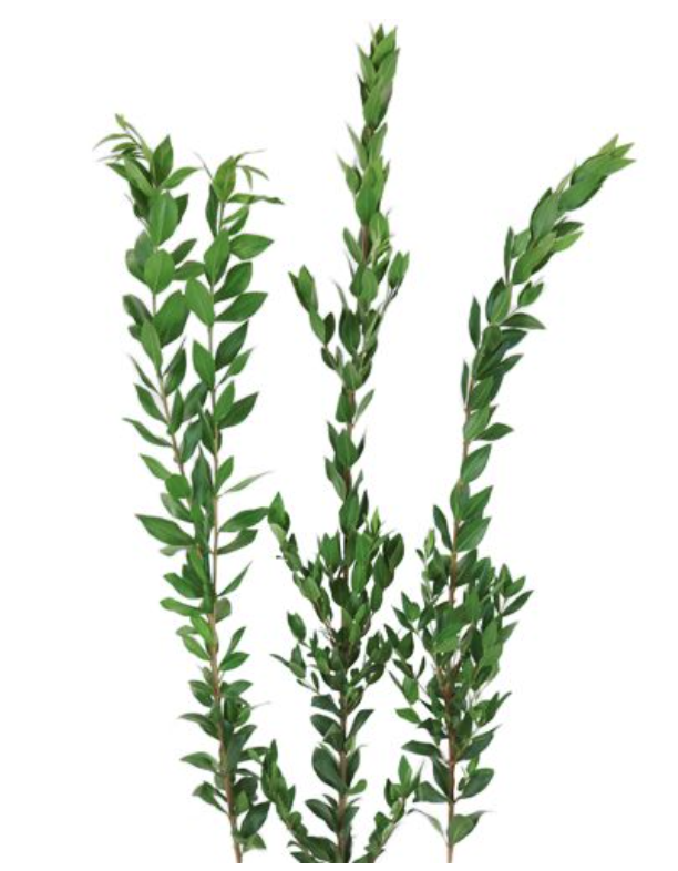 <p>Common Name</p>