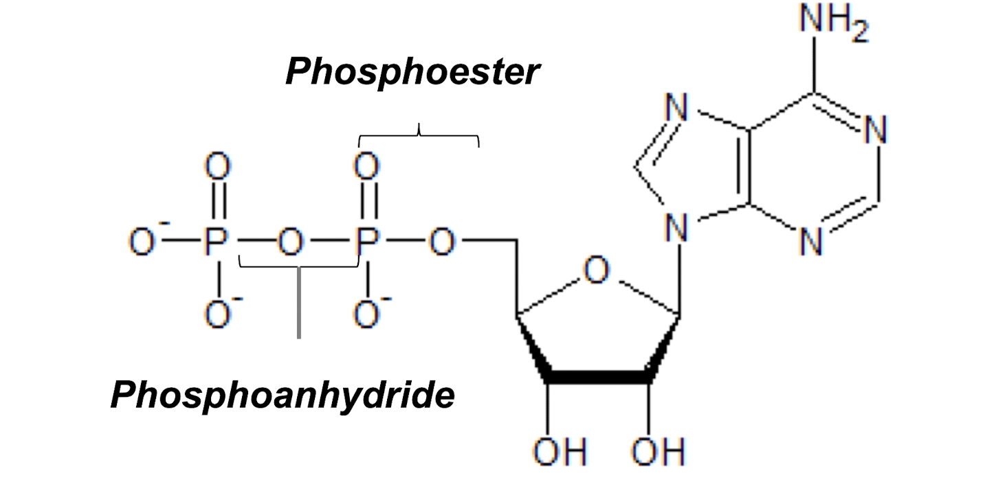 <p>Phosphoester, phosphoanhydride</p>