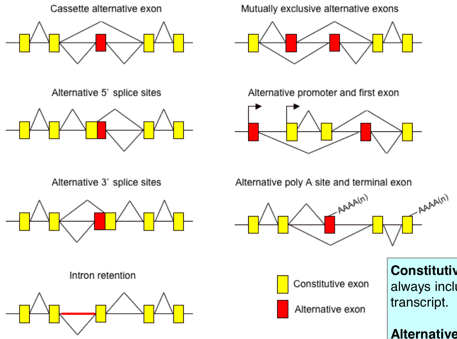 <ul><li><p>alternative splicing can lead to many alternative products and alternative expression patterns</p></li><li><p>mutually exclusive alternative exons: only include one or the other</p></li><li><p>alternative 5’/3’ splice site: within an exon, the sequence looks like a splice set and can get recognized as one</p></li><li><p>alternative promoter and first exon: can have diff “first” exons with a gene that has diff promoters to drive expression</p><ul><li><p>still result in transcription of the same gene, but w/ diff exons</p></li></ul></li><li><p>alternative poly A site and terminal exon: can have diff exons; exons have poly A sites</p></li></ul><p></p>