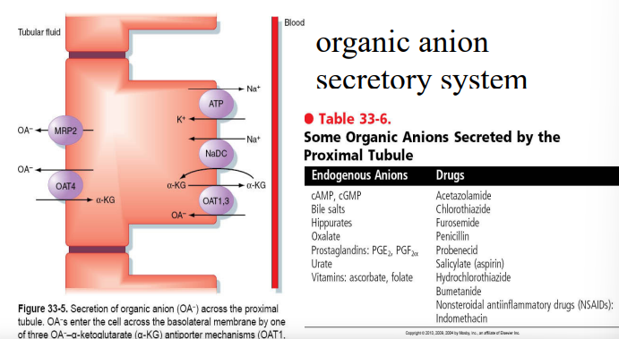 <p>Anything you want to dump from the blood to urine to be excreted</p><p></p><p>here’s the pic if u want idk</p>
