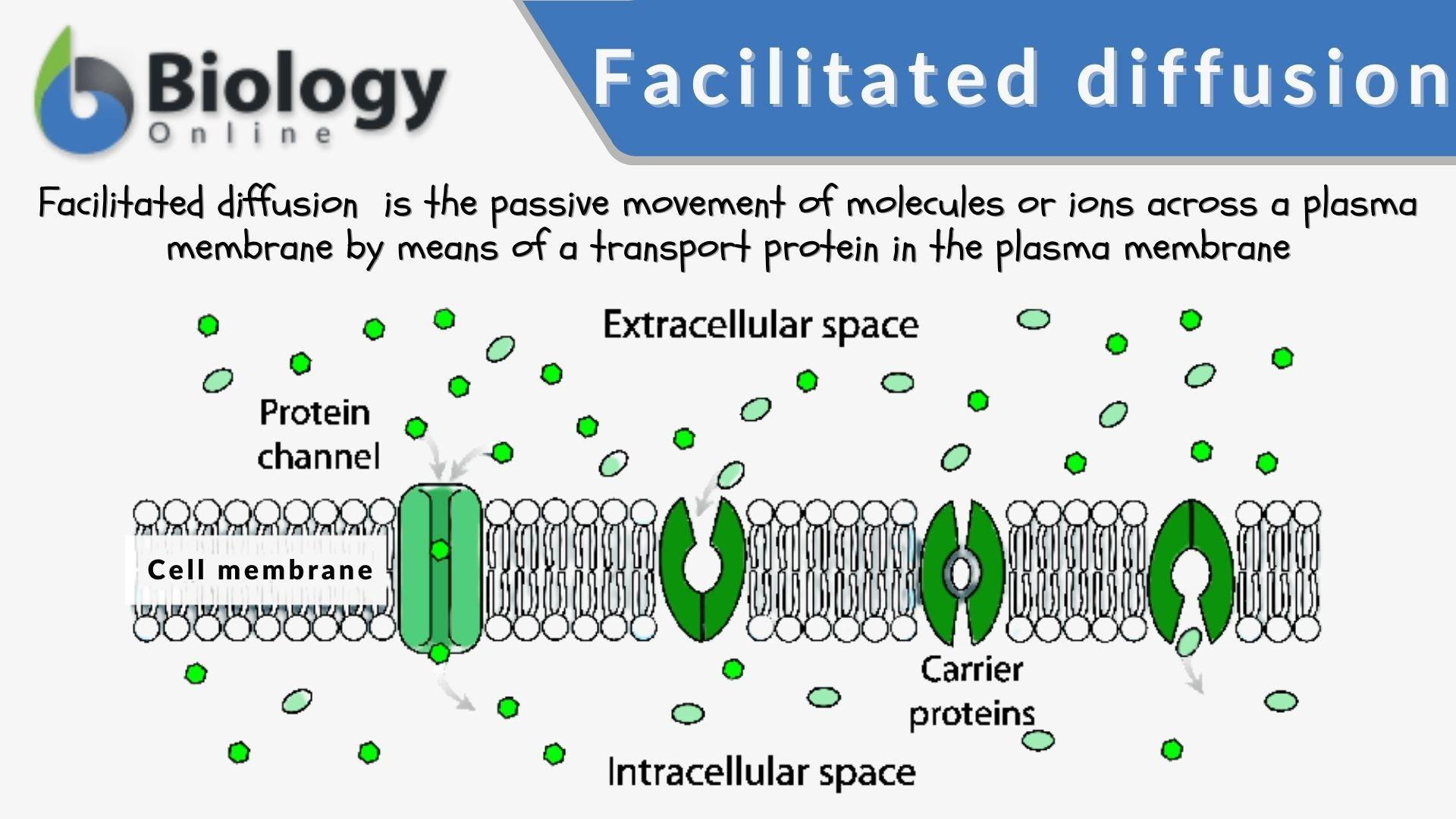 <p><span style="background-color: transparent;"><strong>Proteins assist </strong>in diffusion of molecules across plasma membrane.</span></p><p><span style="background-color: transparent;"><strong>From high to low concentration – requires no energy from cell</strong></span></p><p><span style="background-color: transparent;"><em>	</em>- Glucose, sodium ions and chloride ions are just a few examples of molecules and ions that must efficiently get across the plasma membrane but to which the lipid bilayer of the membrane is virtually impermeable. Their transport must therefore be "facilitated" by proteins that span the membrane and provide an alternative route or bypass.</span></p><p><br></p>