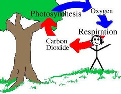 <p>What is the greenhouse gas emitted when you burn fossil fuels?</p>