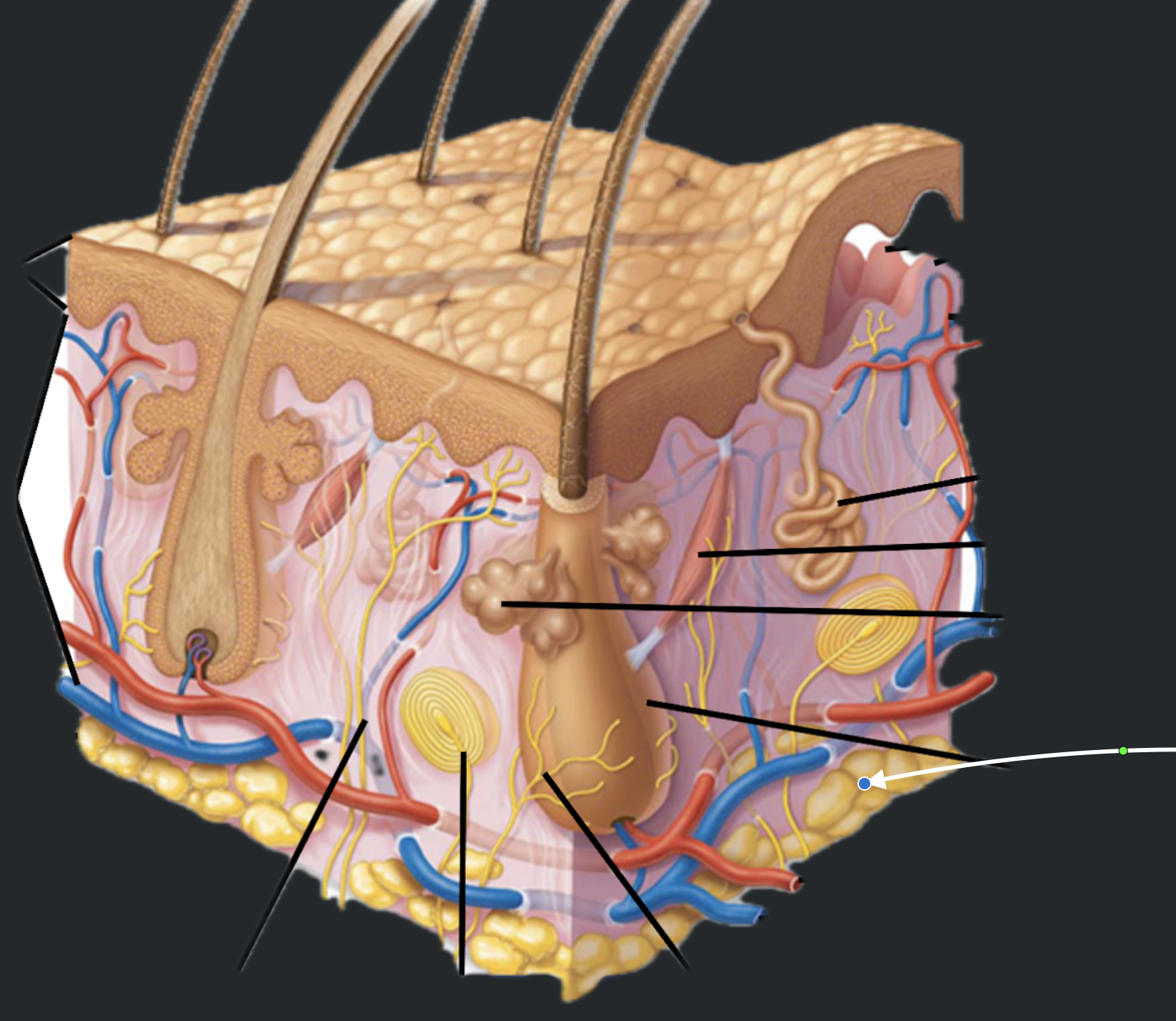 term image