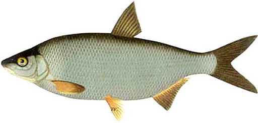 <p>рыба</p>
