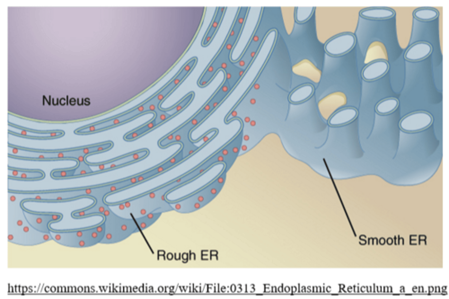 <p>outer nuclear membrane; perinuclear space</p>
