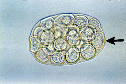 <p>bc they’re found in packets containing 10 to 30 eggs</p>