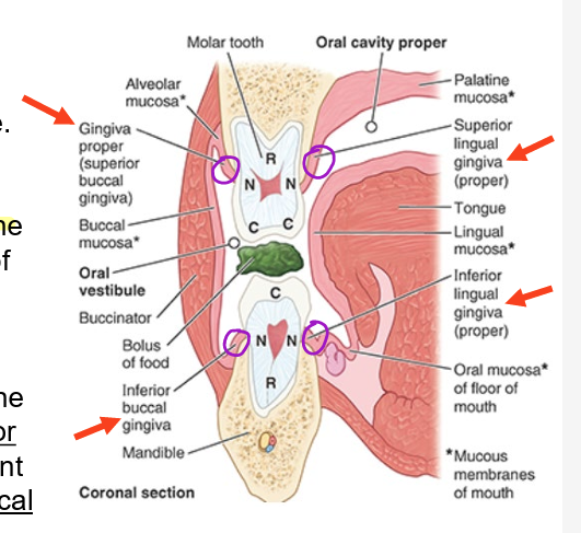 <ul><li><p>composed of fibrous tissue covered w/ mucous memb</p></li><li><p><strong>gingiva proper</strong></p><ul><li><p>firmly attached to alveolar part of mandible &amp; alveolar process of maxilla &amp; necks of teeth</p></li></ul></li><li><p>ging proper adj to tongue =<strong> sup &amp; inf lingual gingivae</strong></p></li><li><p>ging proper adj to lips &amp; cheeks = <strong>buccal gingiva</strong></p></li></ul><p></p>
