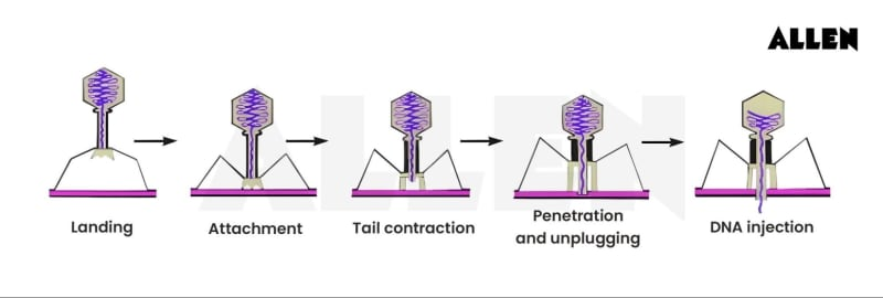 <ul><li><p>A virus of <em>E. coli</em></p></li><li><p>One of the most complex penetration mechanisms known </p></li></ul><p></p><ol><li><p>Virions attach to the cell via tail fibers that interact specifically with polysaccharides on the <em>E. coli</em> cell envelope </p></li><li><p>The tail fibers retract, and the tail core makes contact with the <em>E. coli</em> cell wall </p></li><li><p>Lysozyme-like enzymes forms a small pore in the peptidoglycan </p></li><li><p>The tail sheath contracts and viral DNA passes into the cytoplasm </p></li></ol><p></p>