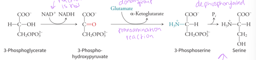 <p>3-phosphglycerate is the starting molecule in the glycolysis pathway, and there are 3 reactions that first oxidation the substrate, then transamination where the amino group is received from glutamate and then a dephosphorylation</p>