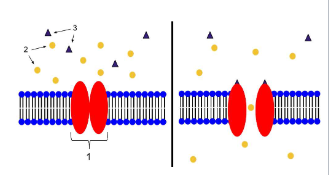 <p>transmembrane proteins with aqueous pores that extend across membrane</p><p>when open, <strong>pores allow inorganic ions of appropriate size and charge to pass</strong></p><p>ions move <strong>down concentration gradient</strong></p><p><strong>requires no energy</strong></p><p>much faster than transport mediated by transporters</p><p>usually<strong> not saturable</strong></p>