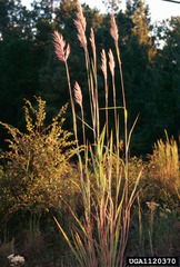 <p>Native warm season grass. Frequent fire. Saccharum spp.</p>