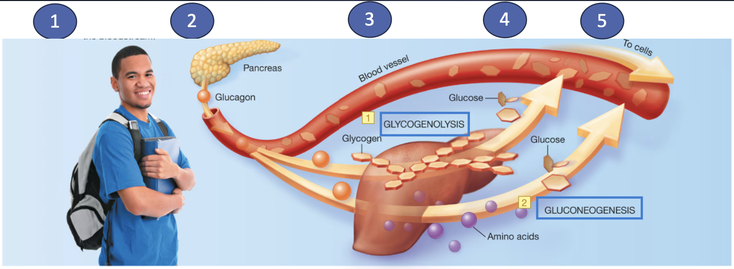 <ol><li><p>When BG is low, glucagon is a hormone that prompts the liver to increase circulation of glucose</p></li><li><p>Glucagon is produced by pancreatic alpha cells</p></li><li><p>Liver is the source of stored glycogen, and the breakdown of glycogen into glucose is <span style="color: blue;"><strong>glycogenolysis</strong></span></p></li><li><p>Release of newly mobilized glucose from glycogen stores into circulation</p></li><li><p>Glucagon stimulates formation of glucose from other substrates, such as glucogenic amino acids, via <span style="color: blue;"><strong>gluconeogenesis</strong></span></p></li></ol><p></p>