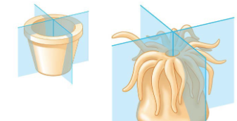 <p>Radial symmetry</p>