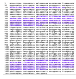 <ul><li><p class="Paragraph SCXW98769925 BCX8" style="text-align: left;"><span style="line-height: 20.925px;">Parts in purple represent the sequence that contain he genetic code for insulin protein (Exons)&nbsp;</span></p></li></ul><ul><li><p class="Paragraph SCXW98769925 BCX8" style="text-align: left;"><span style="line-height: 20.925px;">Parts in Black will be removed from the RNA before it leaves the nucleus, (introns)&nbsp;</span></p></li></ul><p></p>