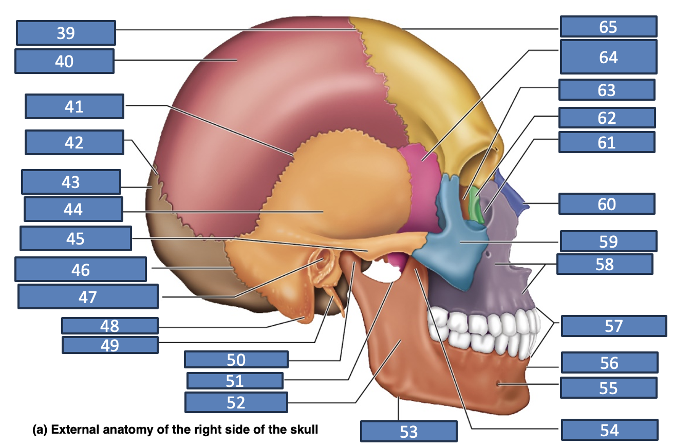 <p>external acoustic meatus</p>