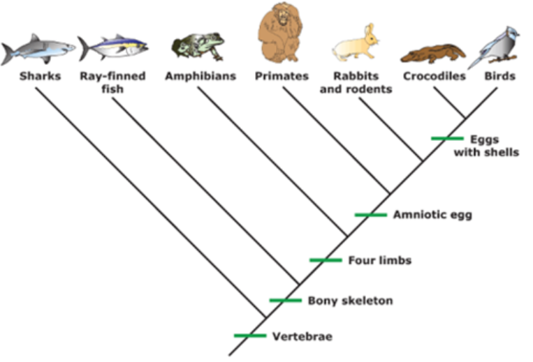 <p>each line represents a lineage</p><p>each branching point is a node</p><p>nodes represent common ancestors</p><p>nodes and all branches from it are called clades</p><p>species in a clade have shared derived features</p><p>the root is the common ancestor of all species</p><p>2 clades that emerge from the same node are sister taxa</p><p>a lineage that evolved from the root and remains unbranched is the basal taxon</p>