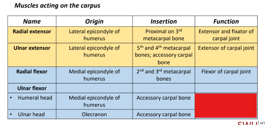 <p>Q: What is the function of the Ulnar flexor? </p><p>A. Flexor of carpal joint </p><p>B. Extensor of carpal joint </p><p>C. Extensor and fixator of carpal joint </p><p>D. Flexor of shoulder joint</p>