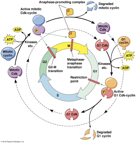<p>Mammalian Cell Cycle Regulation</p>