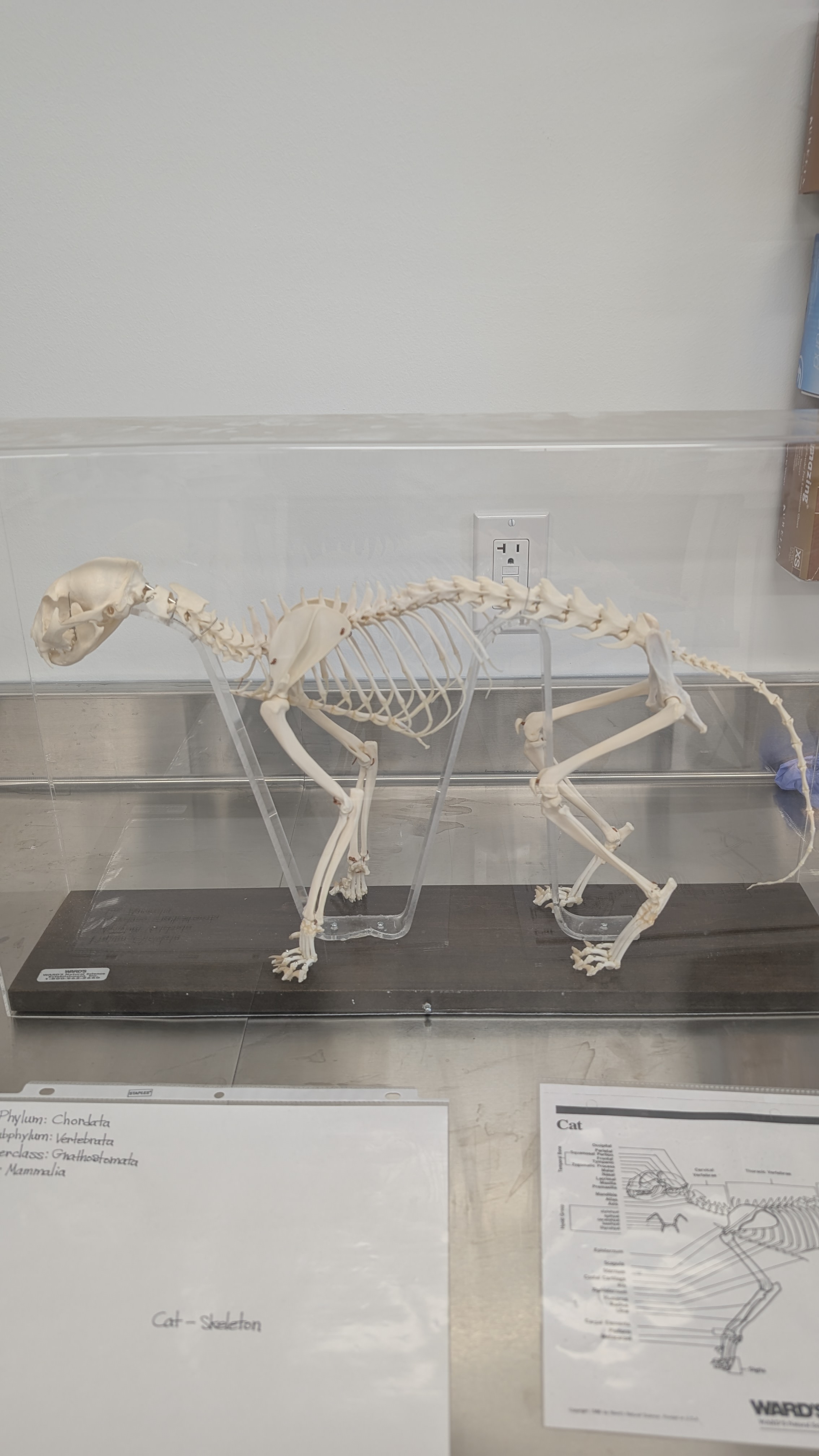 <p>Identify</p>