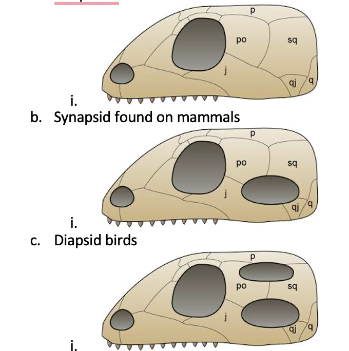 <p>Identify whether a specimen is an anapsid, diapsid, or synapsid</p>