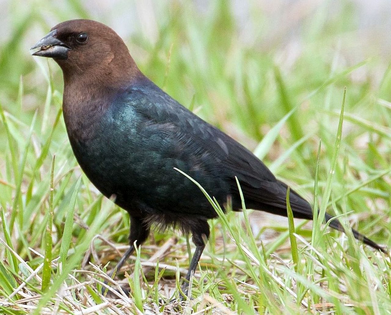 <p>Brown-headed Cowbird</p>