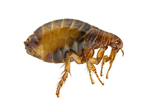 <p>rad:</p><p>druh:</p>