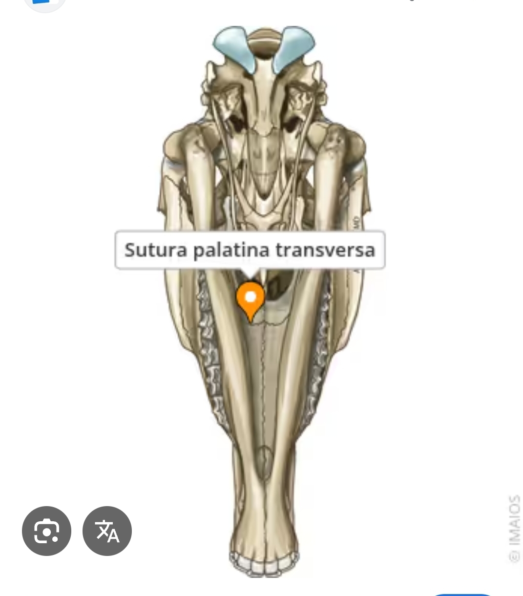 <p>sutura palatina transversa</p>