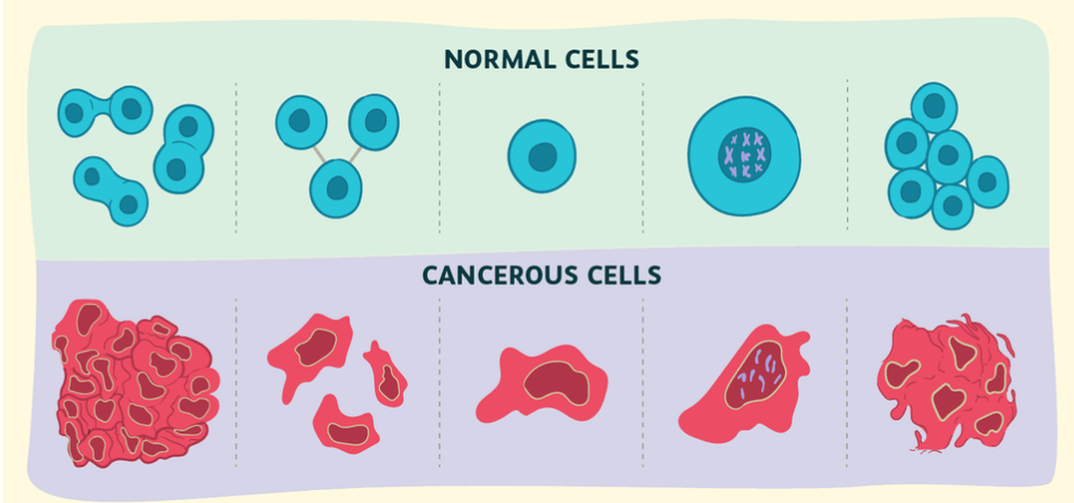 <p>What tells you the purple line is cancerous?</p>