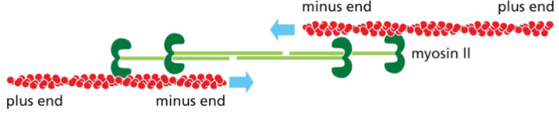 <p>Myosin II is a motor protein and an actin binding protein with actin</p><p>binding head and tail.</p><p>• Myosin II tails can associate with one another to form a bipolar myosin</p><p>filament.</p><p>• heads project outward from the middle in opposite directions. The</p><p>bare region in the middle of the filament consists of tails only.</p><p>Myosin II filaments can interact with two actin filaments and move them in</p><p>opposite directions.</p><p>• The myosin heads walk towards the plus end of the actin filament, causing</p><p>contraction.</p>