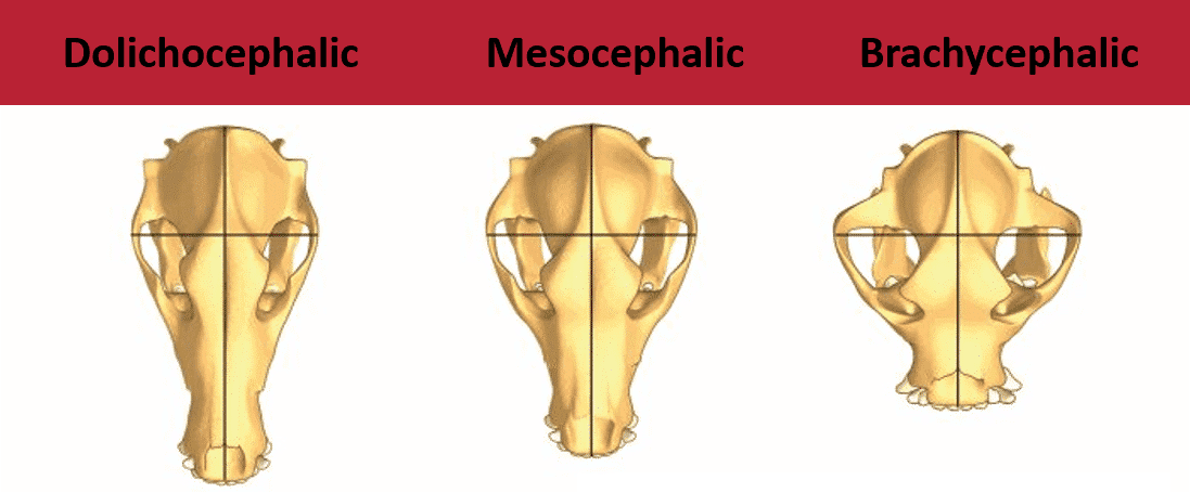 <p>Dolichocephalic, Mesocephalic, Brachycephalic </p><p>Greyhound, Labrador and pug </p>