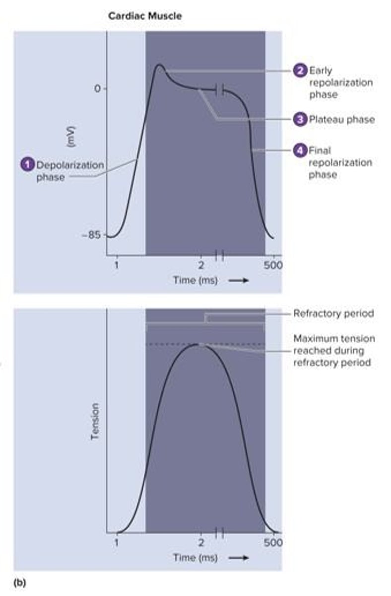 <p>The membrane potential rises sharply</p>