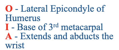 <p>What muscle is being described?</p>