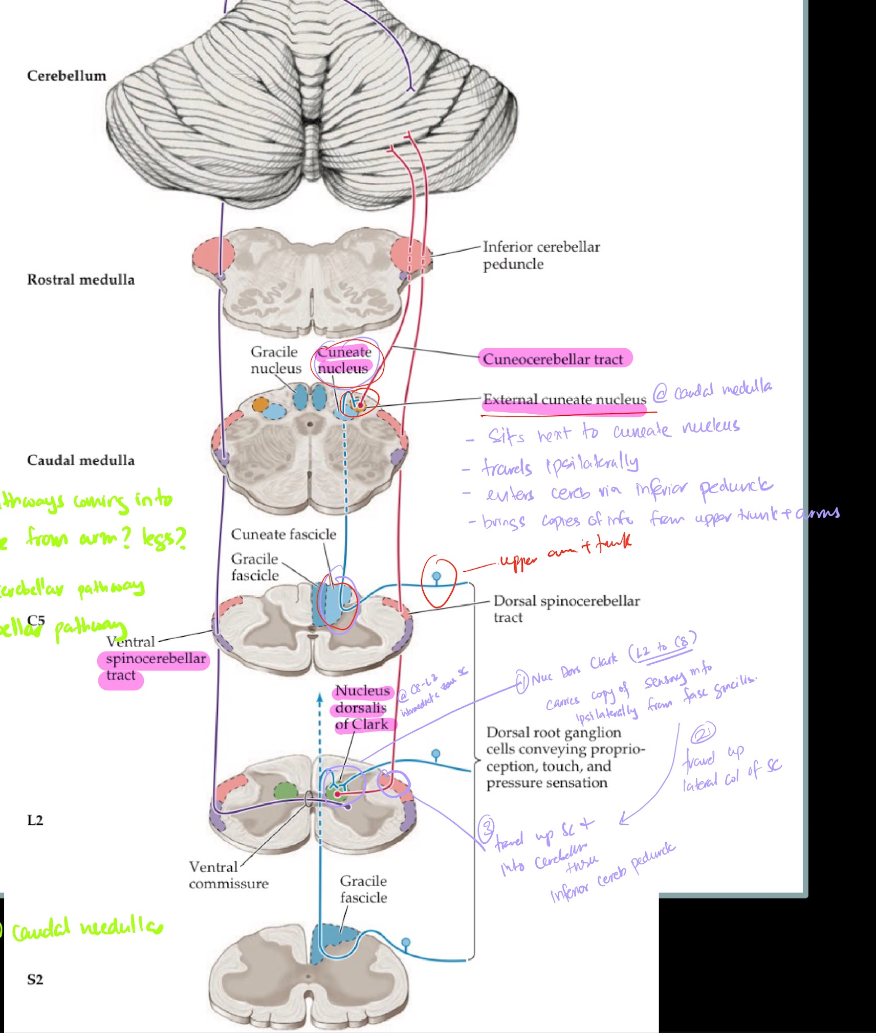 <p>Sensory info from arms/trunk travel via the Cuneocerebellar tract:</p><p>Inputs from periphery, such as arms, travels to <strong>contralateral</strong> somatosensory cortex</p><p>Copy of that goes to the <strong>ipsilateral cerebellum</strong></p><p>Fasiculus Cuneatus, which receives the input from arms at the SC, travels up to caudal medulla and synapse onto Nucleus Cuneatus</p><p>Collaterals from Nucleus Cuneatus synapse onto the <strong>External Cuneate Nucleus @ caudal medulla </strong></p><p>Axons then travel up <strong>ipsilaterally </strong>via the Cuneocerebellar Tract</p><p>Enter cerebellum via <strong>inferior cerebellar peduncle</strong></p>