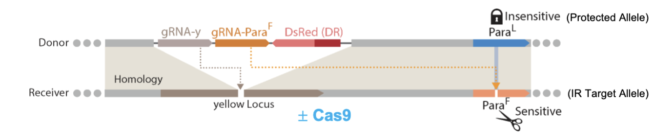 <p><span style="background-color: transparent;">A split-drive  cassette carrying two gRNAs is inserted into the yellow locus:</span></p><ul><li><p style="text-align: justify;"><span style="background-color: transparent;">one gRNA cuts at the yellow locus to copy the gene cassette&nbsp;</span></p></li><li><p style="text-align: justify;"><span style="background-color: transparent;">2nd gRNA cuts the vgsc 1014F allele but not the WT 1014L allele.&nbsp;</span></p></li></ul><p style="text-align: justify;"><span style="background-color: transparent;">In the presence of Cas9 (prov from sep genetic element), the cassette is copied at yellow and the 1014F allele is converted to 1014L. The two independent processes that contribute to drive of the 1014L allele are: Allelic drive &amp; Positive selection of the 1014L allele over the 1014F allele (carries significant fitness cost, ex: sensitive to elevated temp)</span></p>