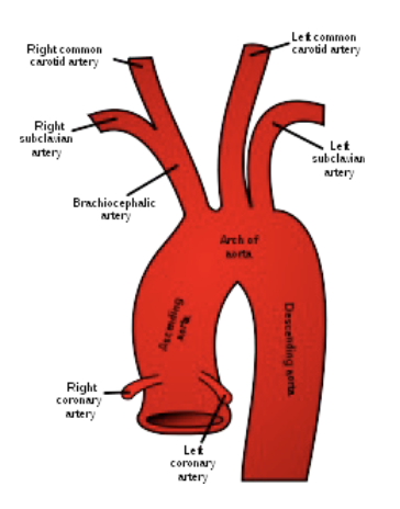 <p>What are the arterial branches of the ascending aorta?</p>
