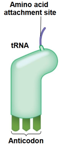<p>What is the structure of tRNA?</p>