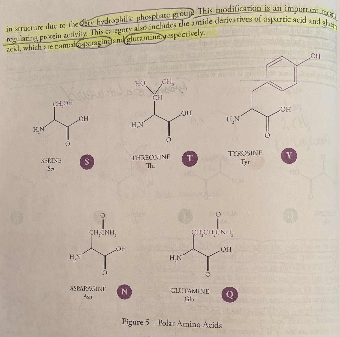 <p><u>Polar Amino Acids</u></p><ol><li><p>Serine (Ser, S)</p></li><li><p>Threonine (Thr, T)</p></li><li><p>Tyrosine (Tyr, Y)</p></li><li><p>Asparagine (Asn, N) </p></li><li><p>Glutamine (Gln, Q) </p></li></ol><p>Polar amino acids are characterized by an R-group that is polar enough to form hydrogen bonds with water, but the polar amino acids do not act as an acid or base. </p><p>This means they are hydrophilic and will interact with water whenever possible. </p><p>The hydroxyl groups of serine, threonine, and tyrosine residue (tyrosine is an aromatic polar amino acid) are often modified by the attachment of a phosphate group by a kinase. The result is a change in structure due to the very hydrophilic phosphate group. This phosphate add on is an important means of regulating protein activity. </p><p>Polar amino acids also include the amide derivatives of aspartic acid and glutamic acid, which are named <strong>aparagnine </strong>and <strong>glutamine</strong>. </p>