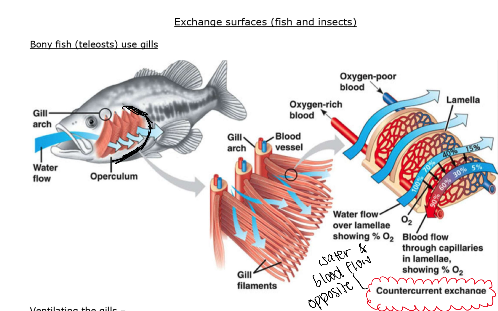 <p>Inspiration:</p><ul><li><p>mouth open and floor of buccal cavity lowered</p></li><li><p>expansion of buccal cavity reduces pressure causing water to enter via mouth (buccal pressure pump)</p></li><li><p>opercular valve closed and operculum moved outwards </p></li><li><p>expansion of opercular cavity reduces pressure causing some water to flow over gills into opercular cavity (opercular pressure pump)</p></li></ul><p></p><p>Expiration:</p><ul><li><p>mouth close and floor of buccal cavity raised</p></li><li><p>compression of buccal cavity increases pressure causing water to flow over gills into opercular cavity (buccal pressure pump)</p></li><li><p>opercular valve opens and operculum moved inwards</p></li><li><p>compression of opercular cavity increases pressure causing water to flow out of opercular cavity (opercular pressure pump) </p></li></ul><p></p>