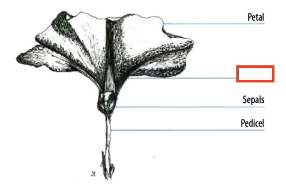 <ul><li><p>A tubular corolla's slightly/significantly bulged or widened section</p></li><li><p>found between the evenly elongated tube and the limb</p></li></ul><p></p>