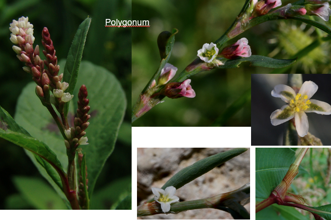 <img src="https://assets.knowt.com/user-attachments/9100b699-3e42-44d8-8a92-19b45dffae2e.png" data-width="100%" data-align="center"><p>Geef de familie.</p>